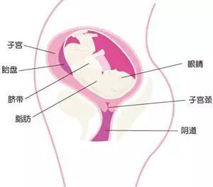 孕妇八个月阴唇图，了解、关注与正确认知