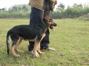 两个月大的德国牧羊犬幼犬，活力四溢的可爱瞬间