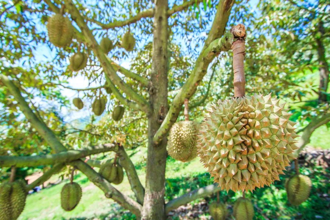 广东省榴莲种植探秘